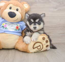 7 week old Pomsky Puppy For Sale - Premier Pups