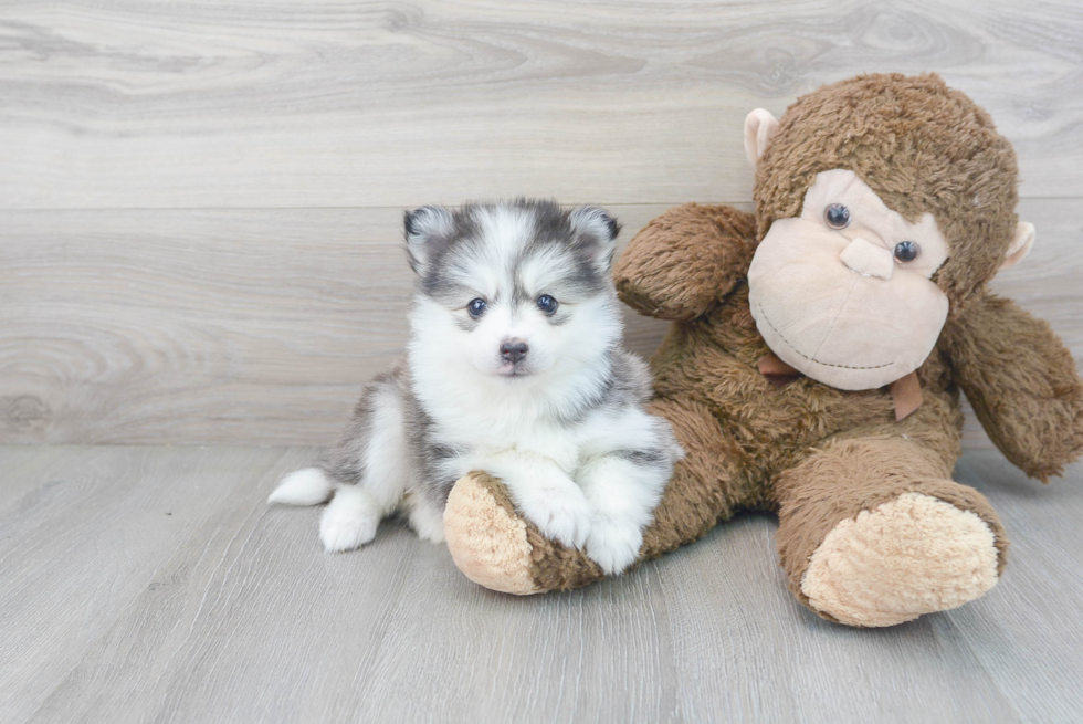 Pomsky Puppy for Adoption