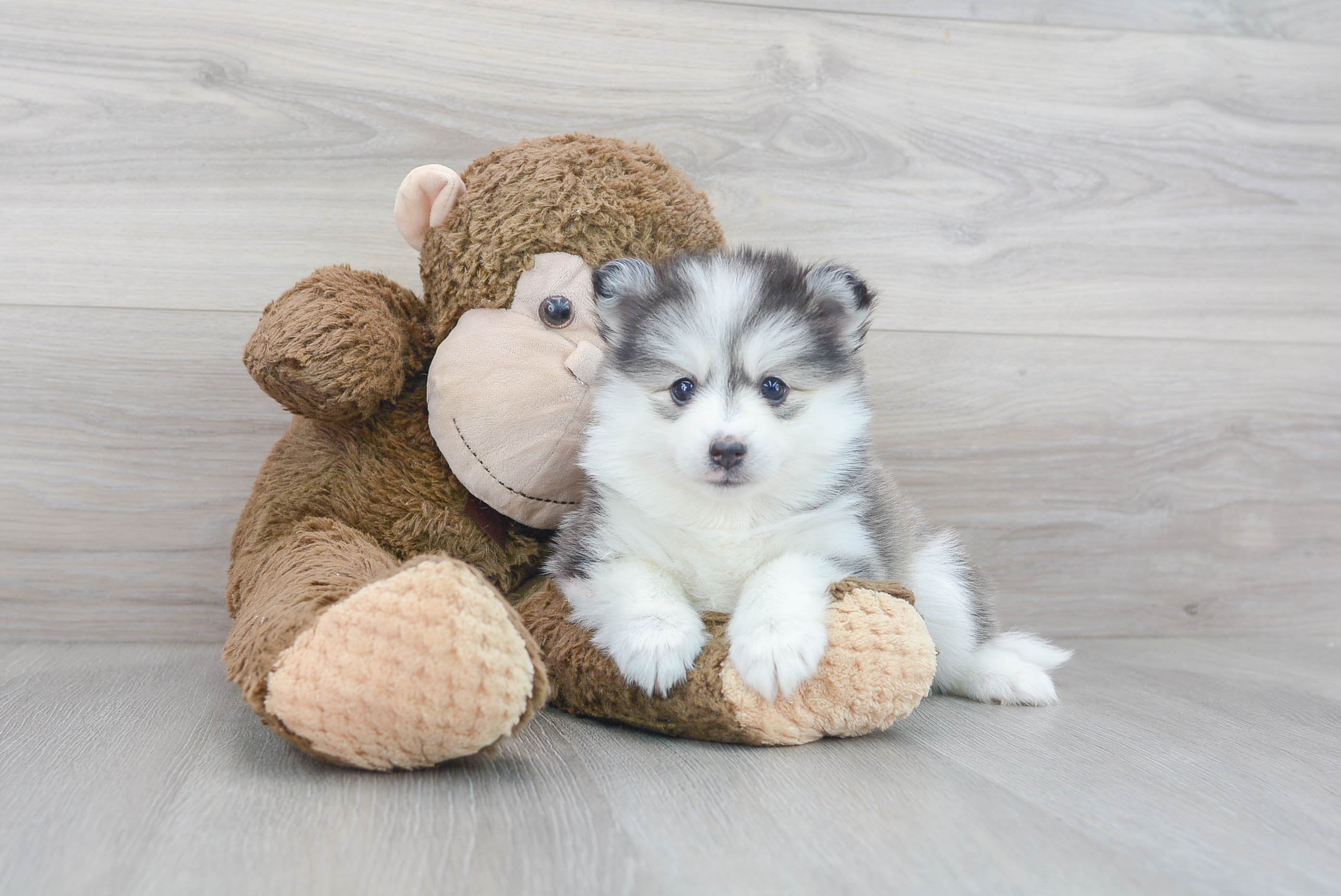Pomsky Pup Being Cute