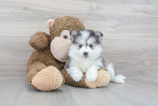 Pomsky Pup Being Cute