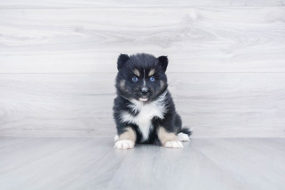 Best Pomsky Baby