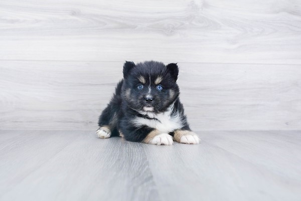 Best Pomsky Baby