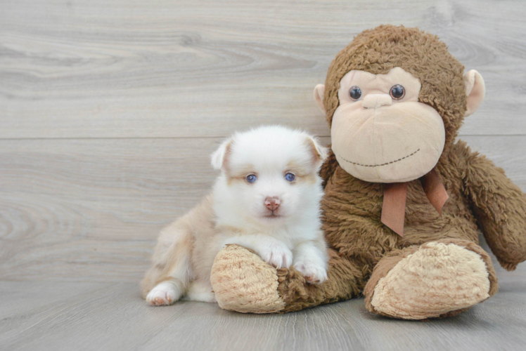 Energetic Mini Husky Designer Puppy