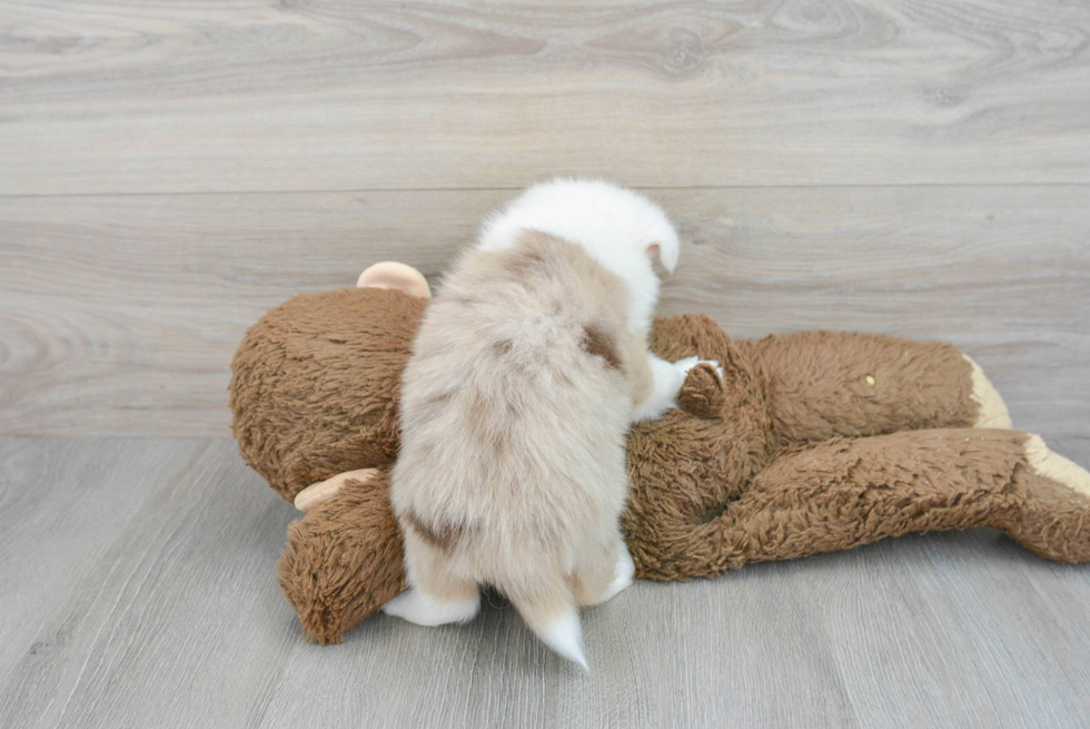 Pomsky Pup Being Cute