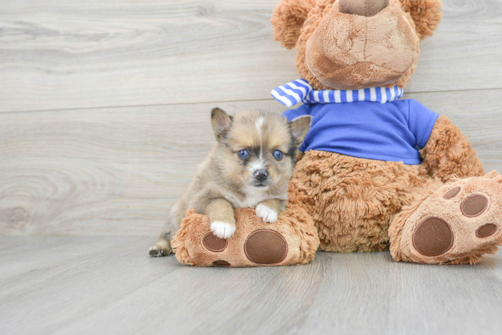 Pomsky Puppy for Adoption