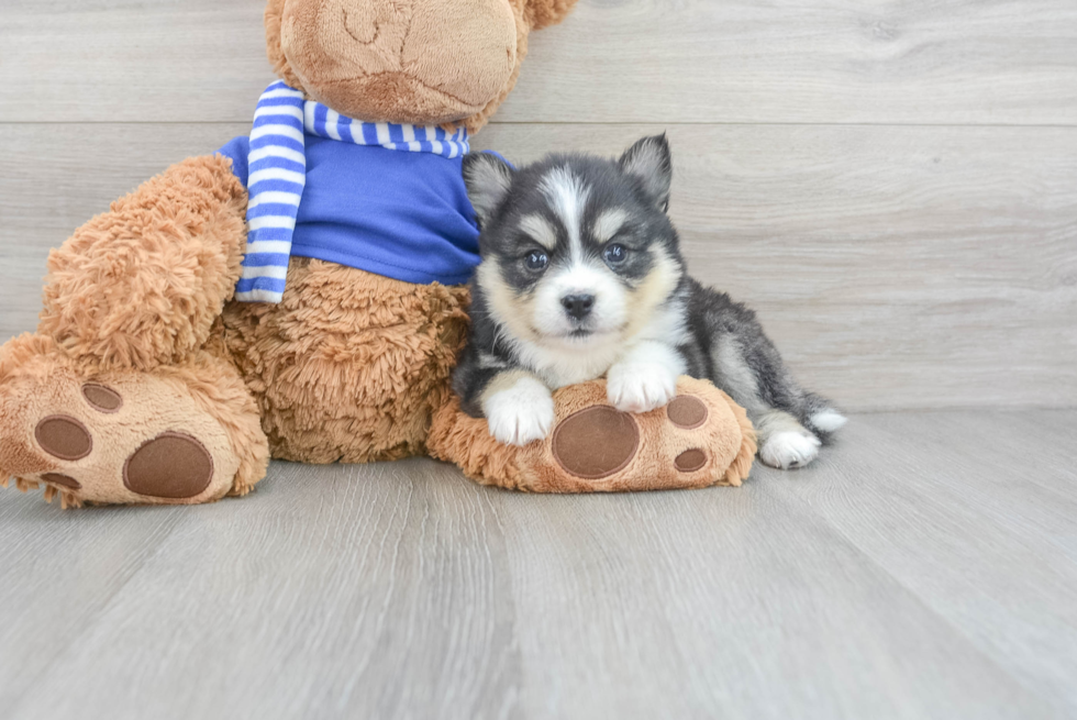 Hypoallergenic Mini Husky Designer Puppy