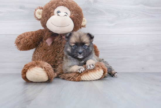 Pomsky Pup Being Cute