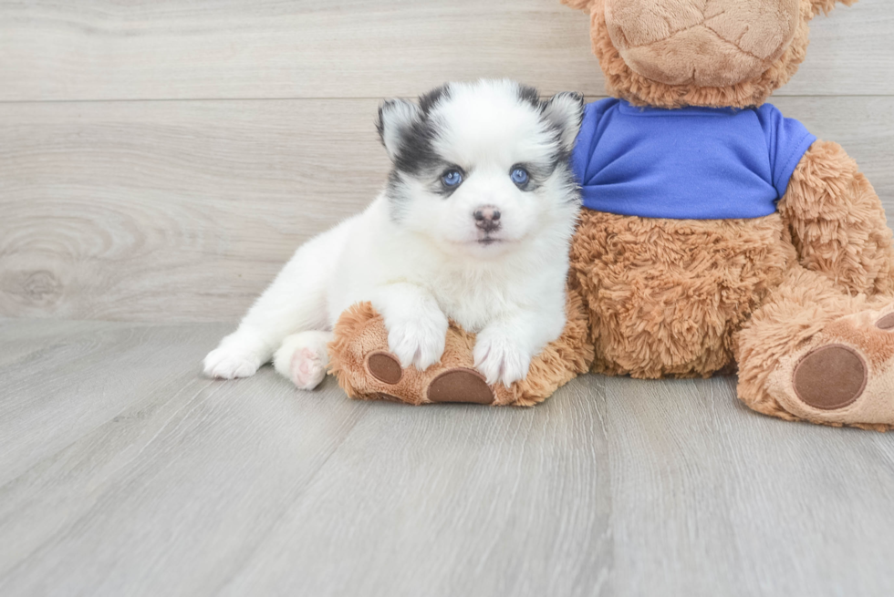 Happy Pomsky Baby