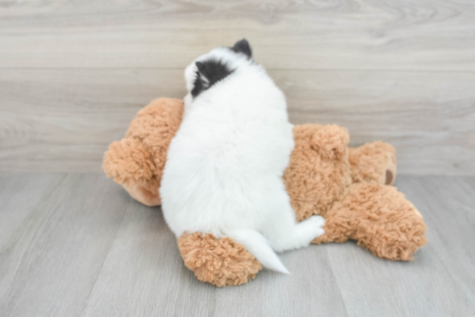 Smart Pomsky Designer Pup