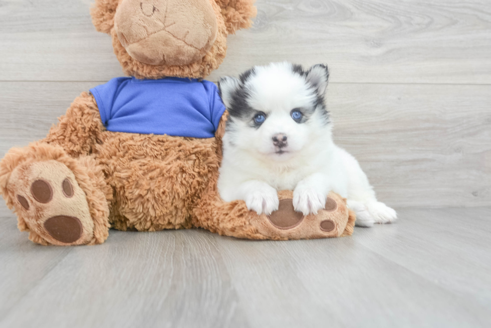 Petite Pomsky Designer Pup