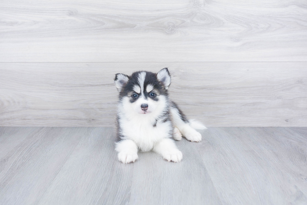 Pomsky Pup Being Cute