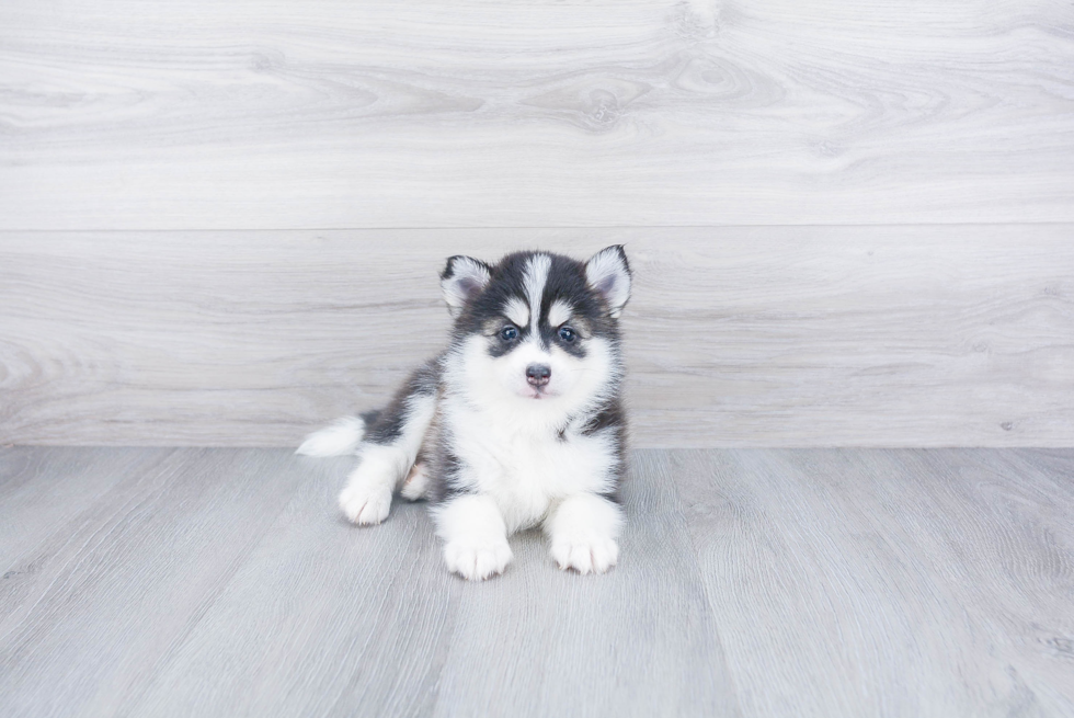 Happy Pomsky Baby