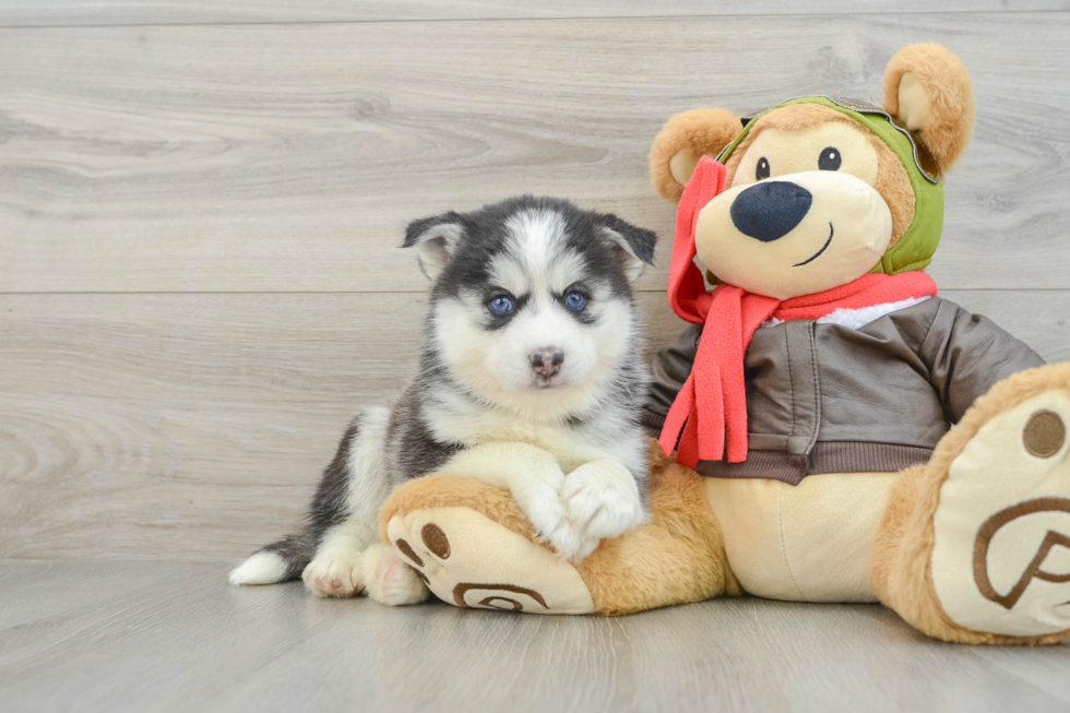 Small Pomsky Baby