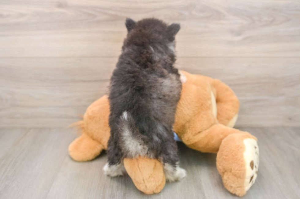 Pomsky Puppy for Adoption