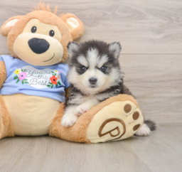7 week old Pomsky Puppy For Sale - Premier Pups