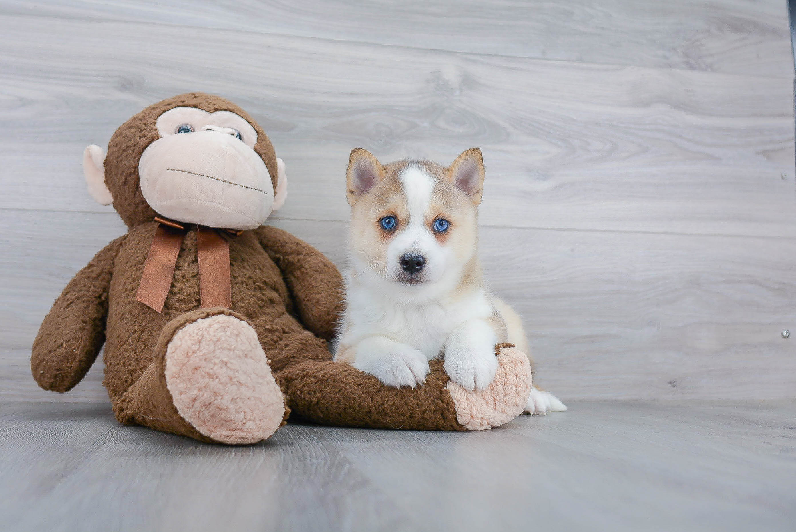 Hypoallergenic Mini Husky Designer Puppy