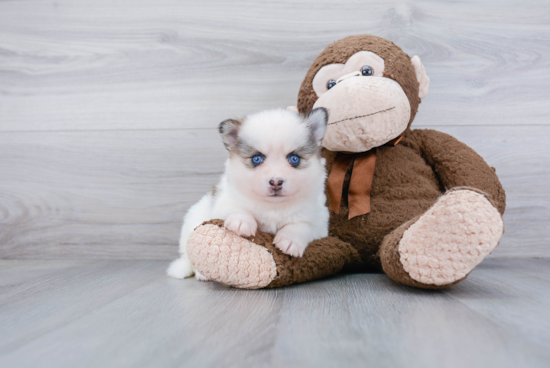 Sweet Pomsky Baby