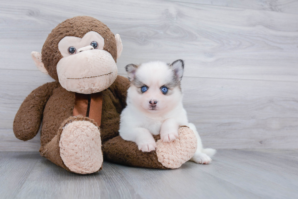 Pomsky Puppy for Adoption