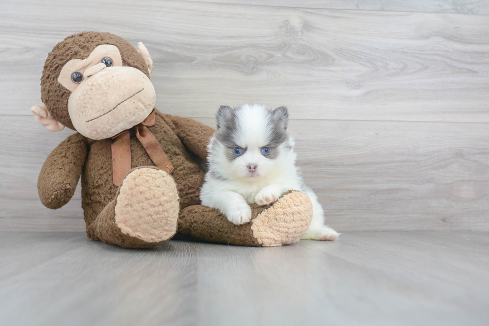 Pomsky Pup Being Cute