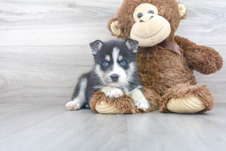 Funny Pomsky Designer Pup
