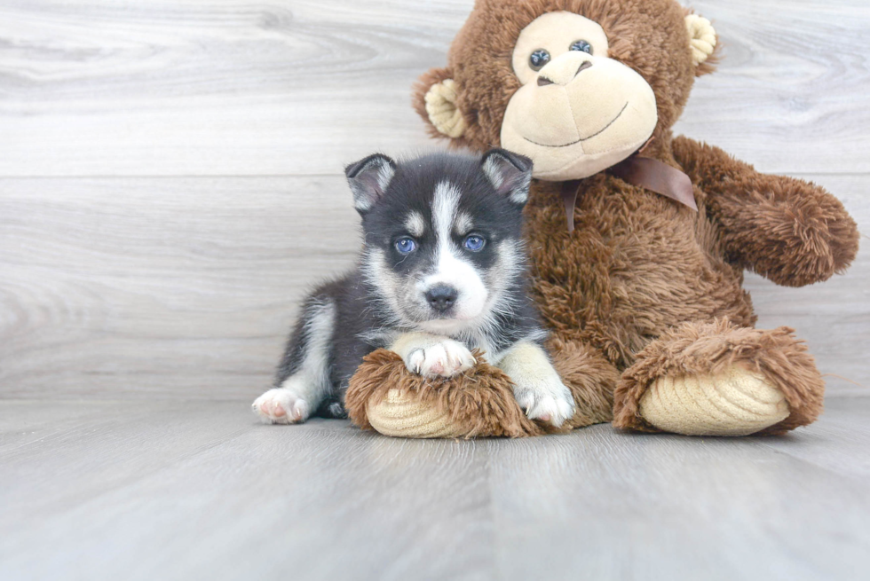 Funny Pomsky Designer Pup