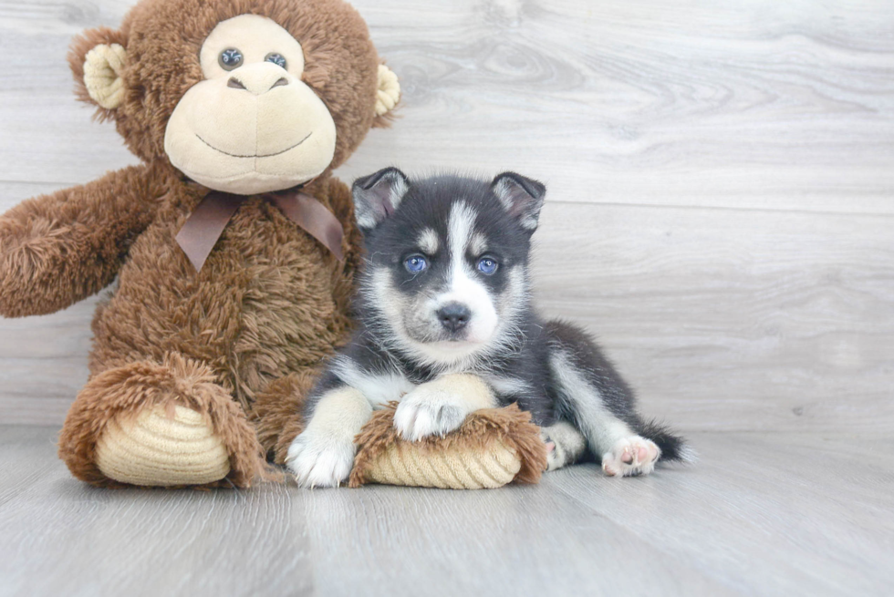 Cute Pomsky Baby
