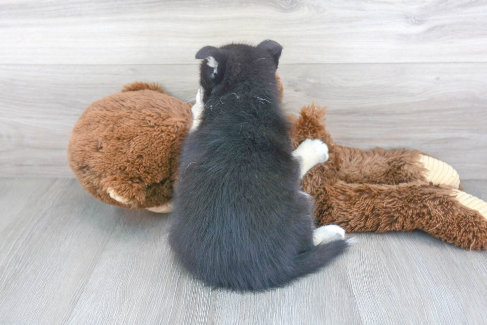 Petite Pomsky Designer Pup