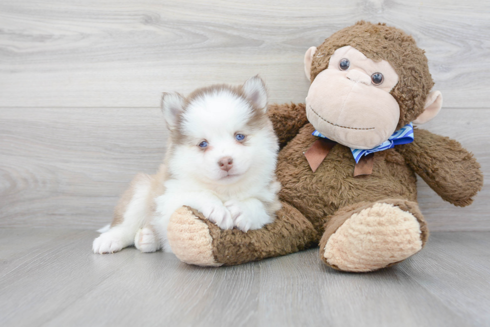 Fluffy Pomsky Designer Pup