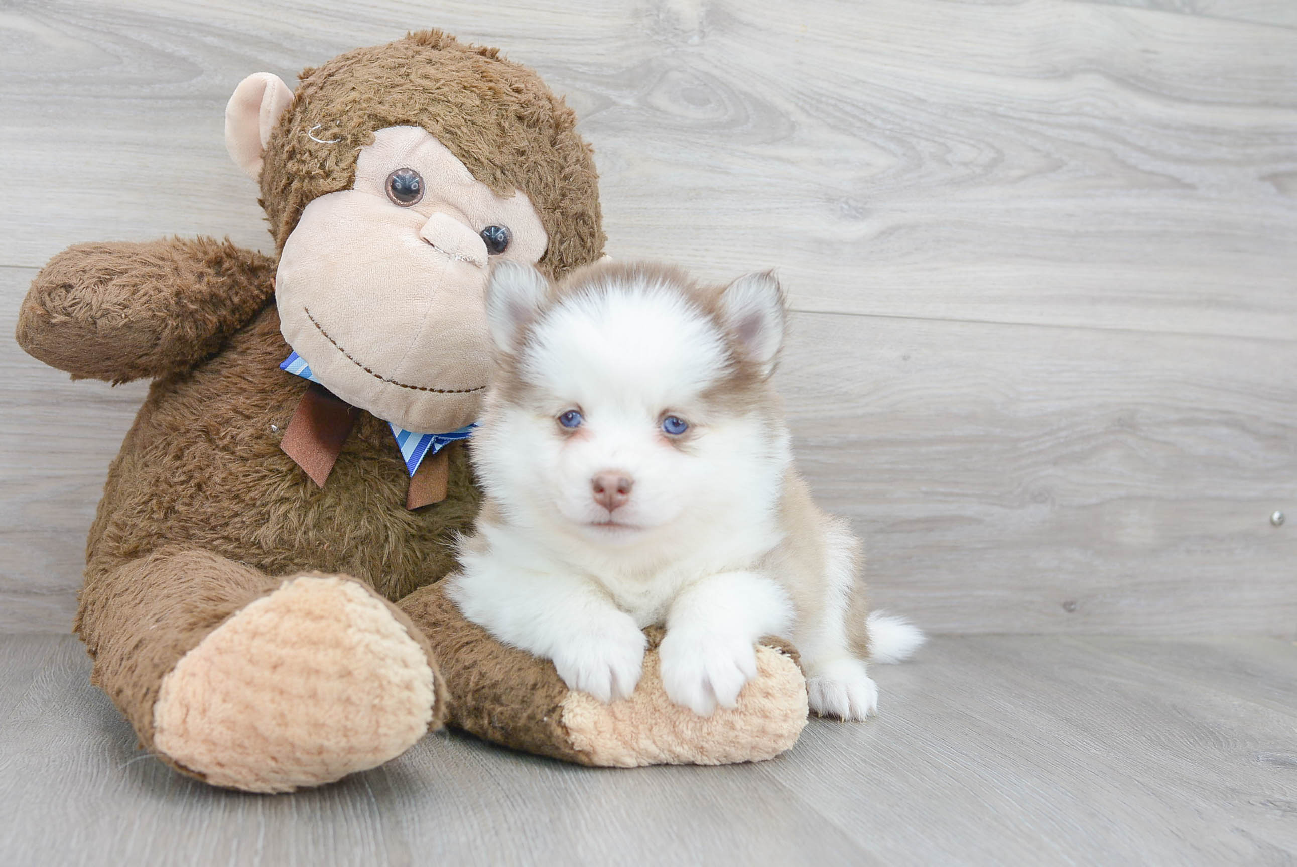 Funny Pomsky Designer Pup