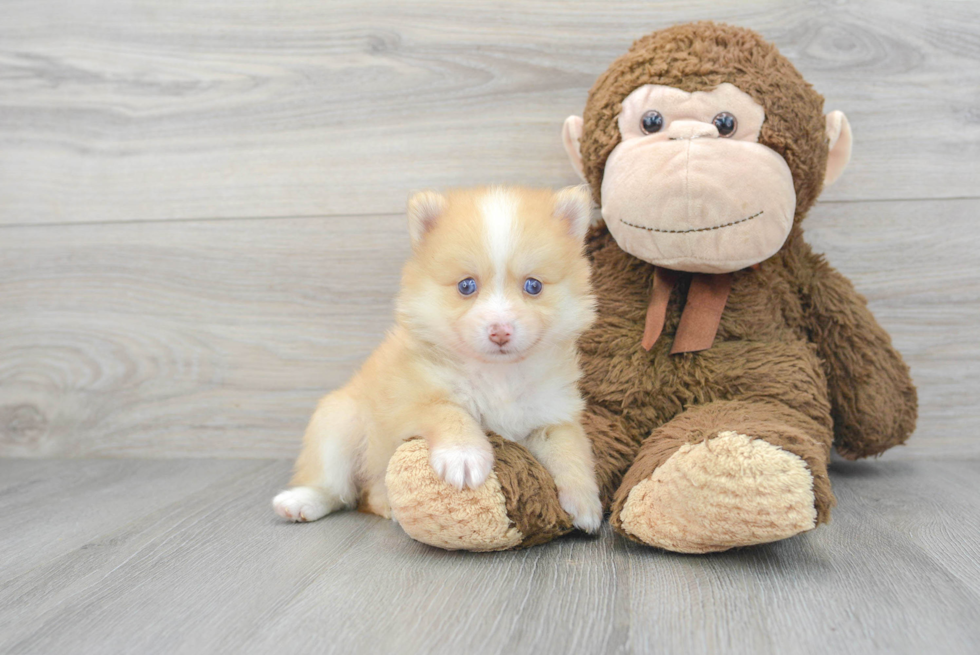 Friendly Pomsky Baby