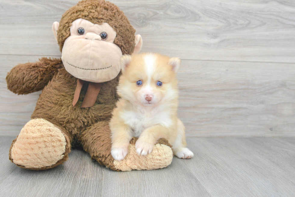 Sweet Pomsky Baby