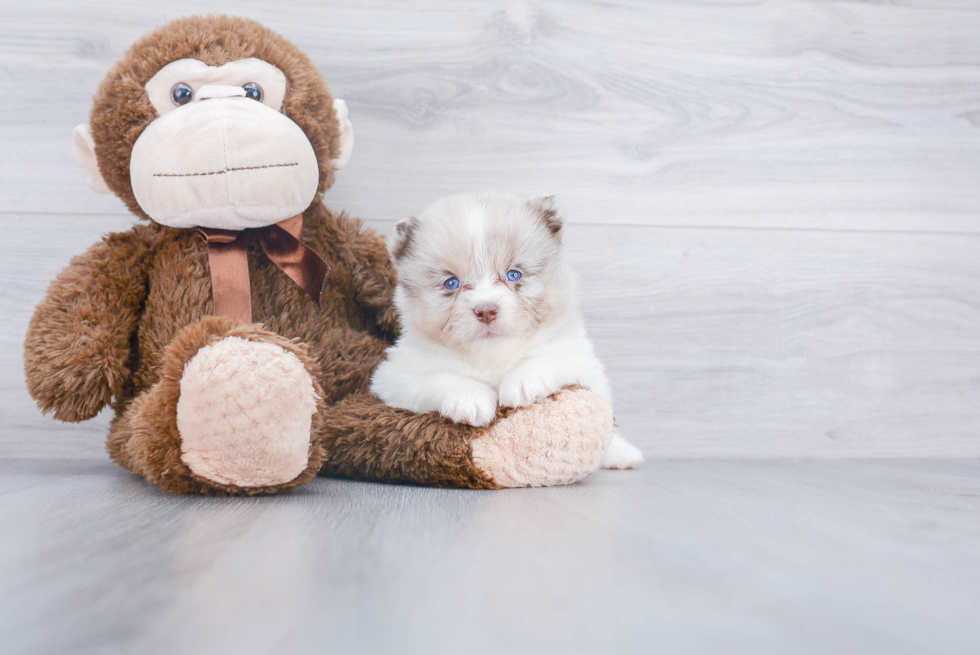 Pomsky Pup Being Cute