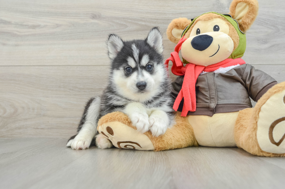 5 week old Pomsky Puppy For Sale - Premier Pups