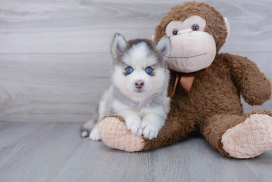 Best Pomsky Baby