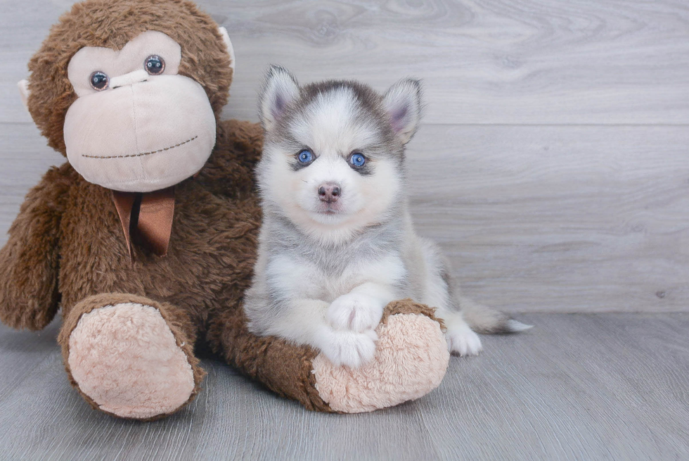 Best Pomsky Baby