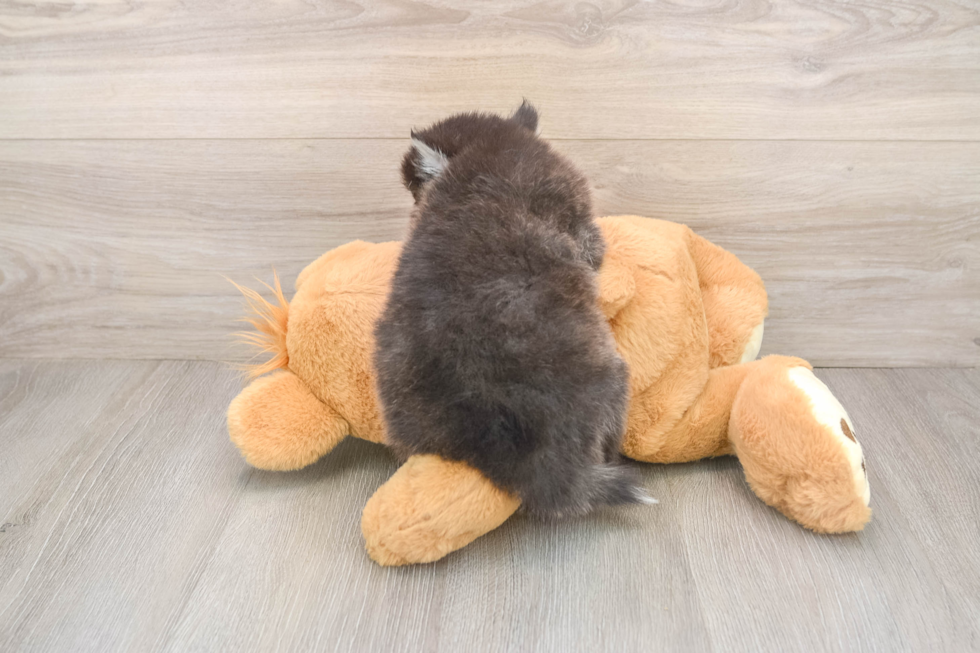 Petite Pomsky Designer Pup