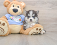 7 week old Pomsky Puppy For Sale - Premier Pups