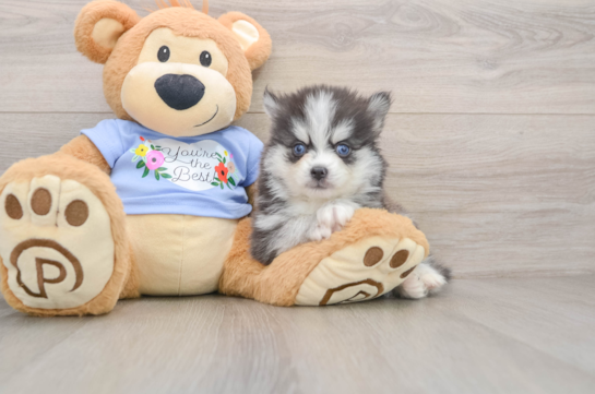 Pomsky Pup Being Cute