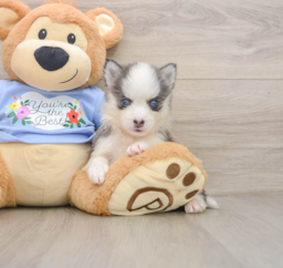 5 week old Pomsky Puppy For Sale - Premier Pups