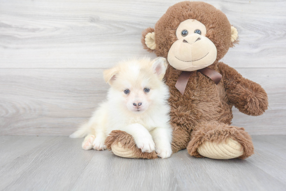 Pomsky Pup Being Cute