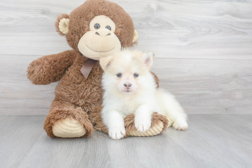 Pomsky Pup Being Cute