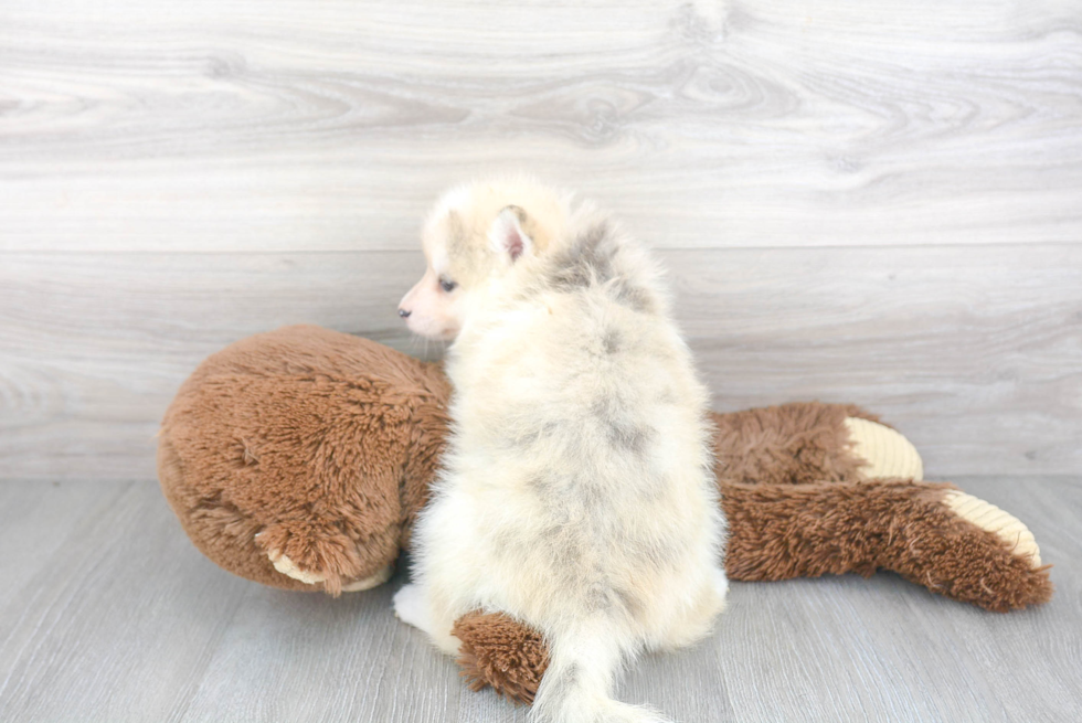 Energetic Mini Husky Designer Puppy