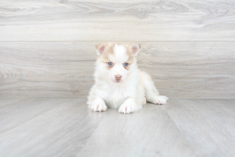 Little Mini Husky Designer Puppy