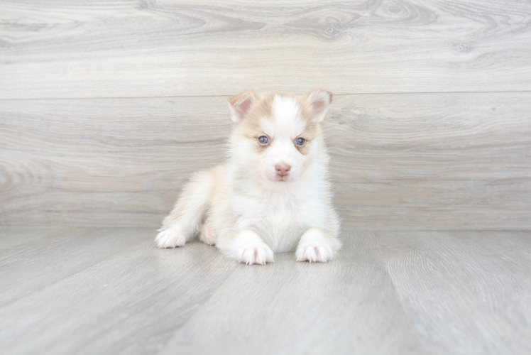 Pomsky Pup Being Cute