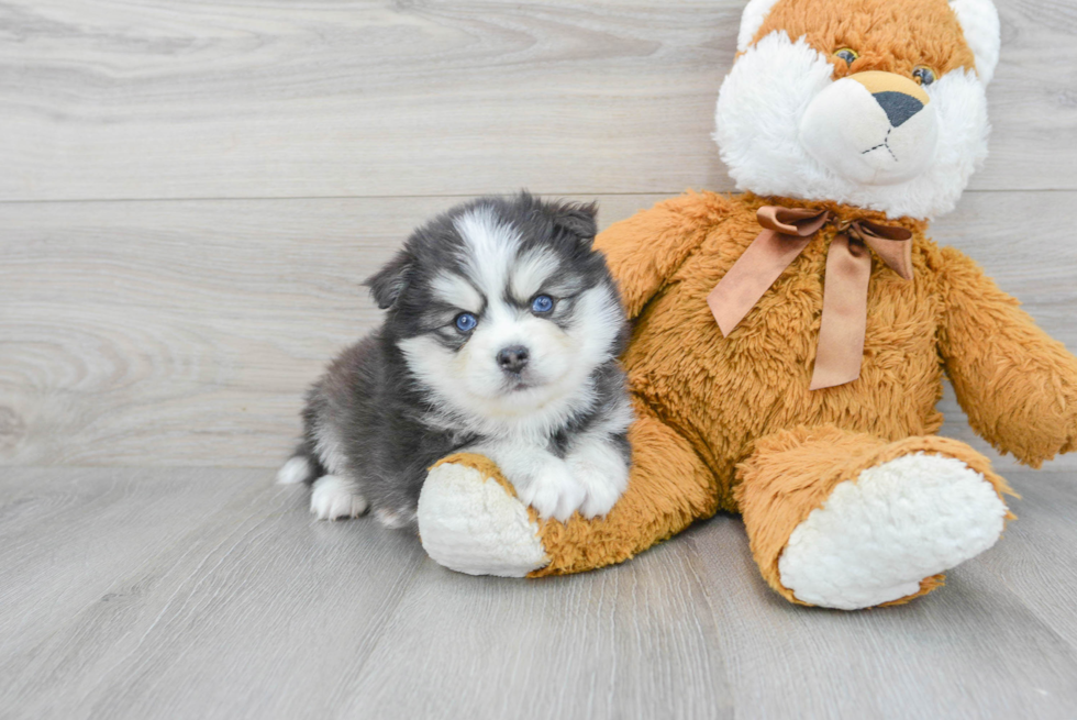 Pomsky Pup Being Cute