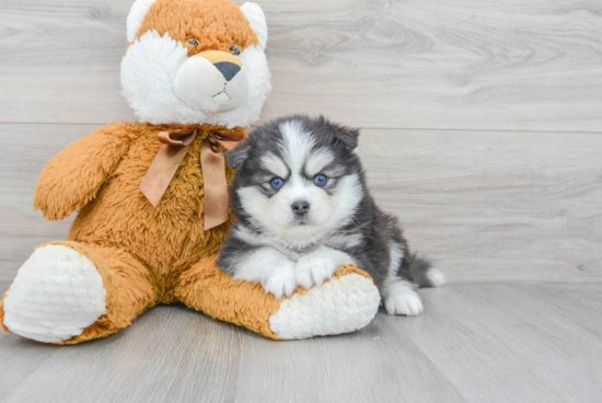 Best Pomsky Baby