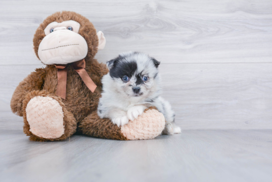 Playful Mini Husky Designer Puppy