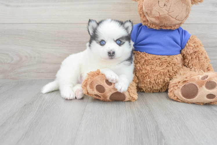 Best Pomsky Baby