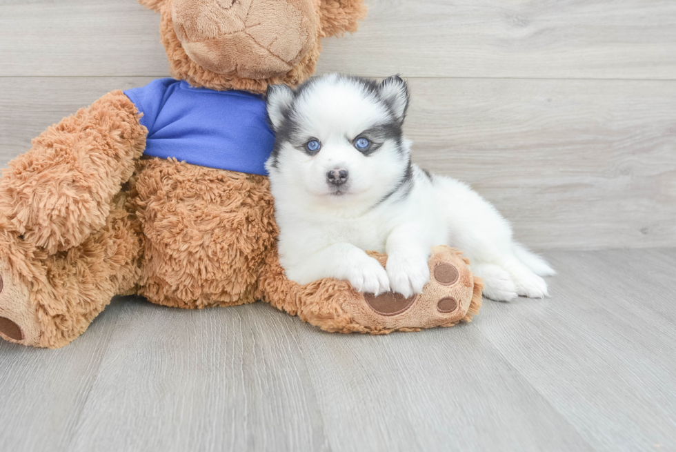 Pomsky Pup Being Cute