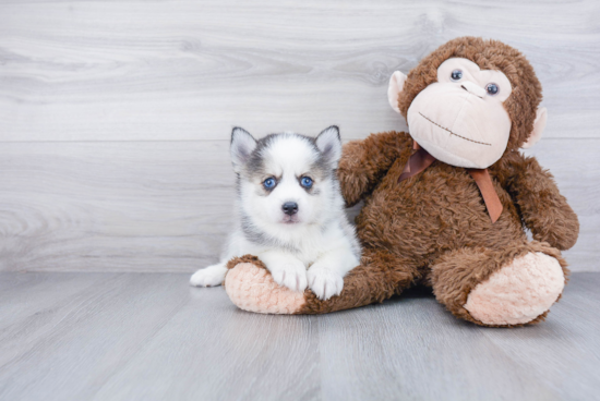 Adorable Mini Husky Designer Puppy